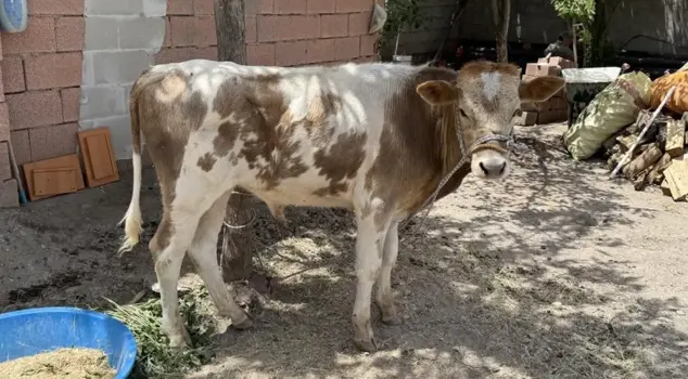 At three months old, it escaped from the barn and was caught days before the sacrifice.