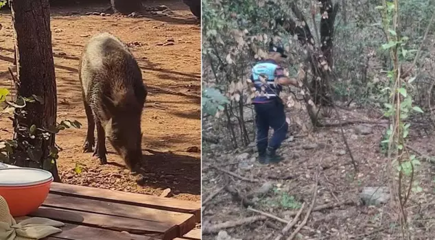 They officially became pets! A pig stole the belongings of a woman who was swimming in the sea.