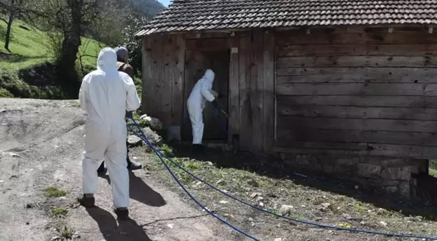 They became a nightmare for 3 neighborhoods in Bursa: Impossible to eliminate.