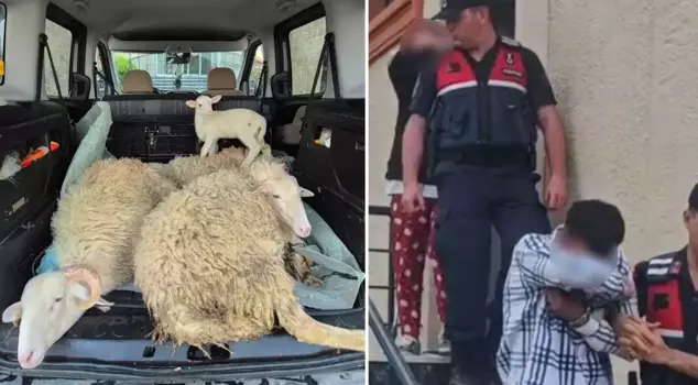 The couple who stole the sacrificial animals was caught.