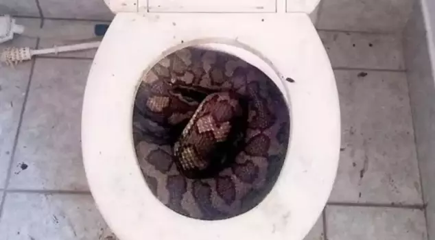 The 3.5-meter-long snake bit off the man's penis while he was using the toilet.