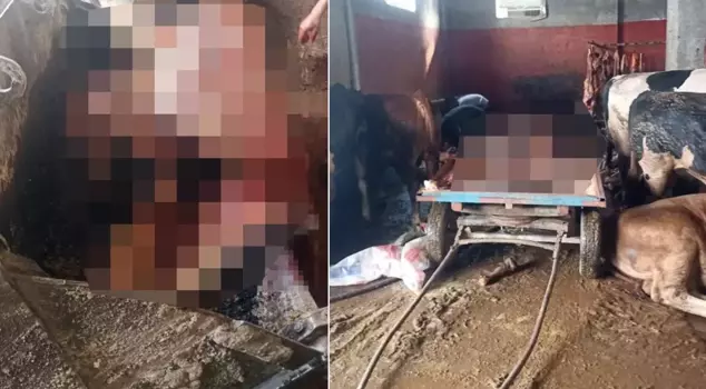 They were caught red-handed while slaughtering a horse at home in the capital of kebab.
