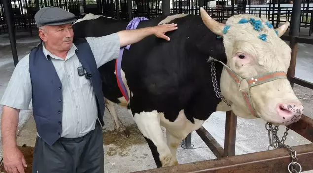 In Kütahya, a sacrificial animal weighing 1,200 kilograms was sold for 350,000 TL.