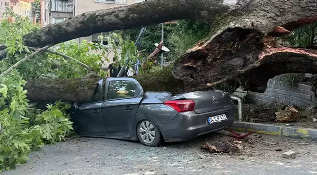 A 150-year-old tree fell on three vehicles in Beşiktaş.