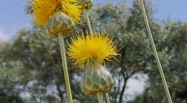 The penalty for picking a blooming Tülüşah is 557,000 TL.