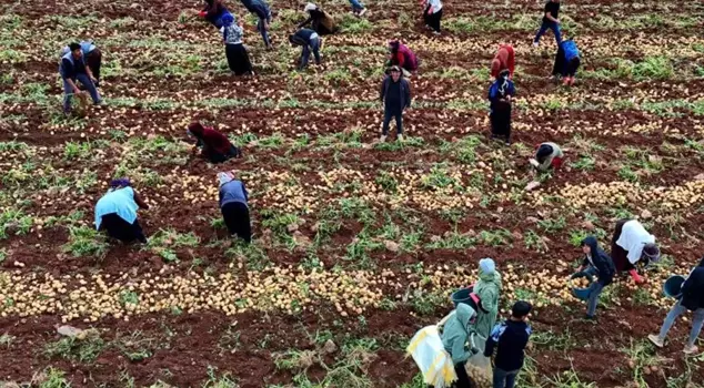 The harvest has begun, and their monthly earnings reach 100 thousand lira.