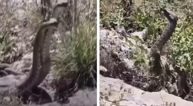 He was attacked by the snake he filmed with the camera.