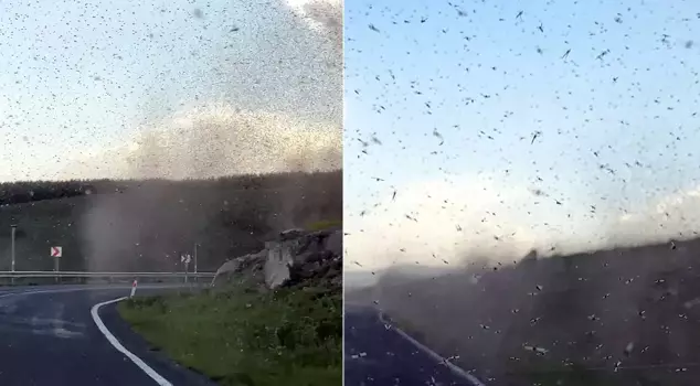 The mosquito infestation in the district is increasing every day! The footage just arrived.