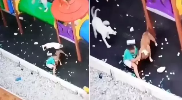 The stray dogs attacked the small child playing in the park.