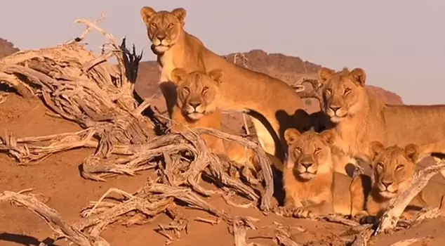 The famous businessman was eaten by lions.