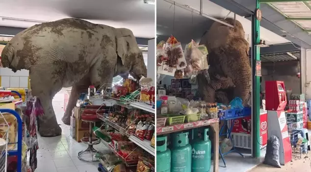 The wild elephant raided the market and ate the snacks on the shelves.