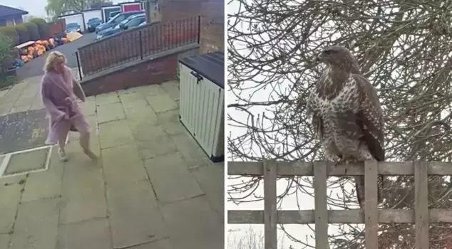 The hawk attack has instilled fear in the town! The children cannot go outside.