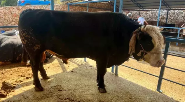 A 1,300-kilogram bull was sold for 430,000 TL.