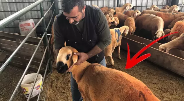 Here are the Sivas Kangal lambs! They have a characteristic that makes their meat more delicious.