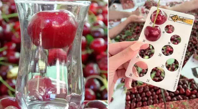 The harvest has begun for the giant cherry that doesn't fit in a tea glass, with a market value of 500 TL.