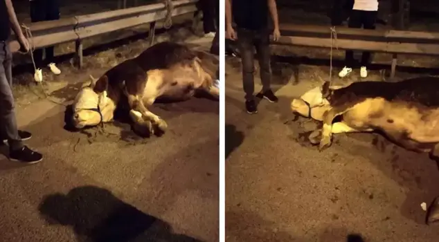 A sacrificial calf jumped onto the road in Istanbul and broke its leg.