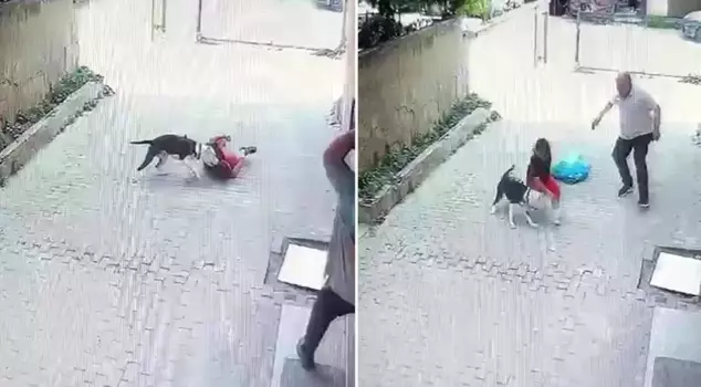 The pit bull attacked the child playing in the street.