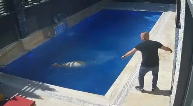 The sacrificial ram jumped into the pool to escape being slaughtered.