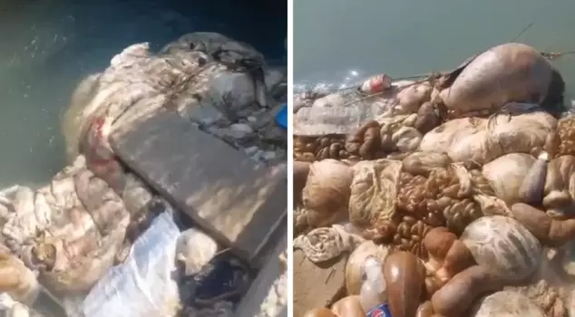 The images were nauseating! In Adana, they threw the offal of the sacrificed animals into the irrigation canal.