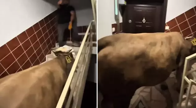 They tried to carry the sacrificial calf up to the fifth floor using the stairs.