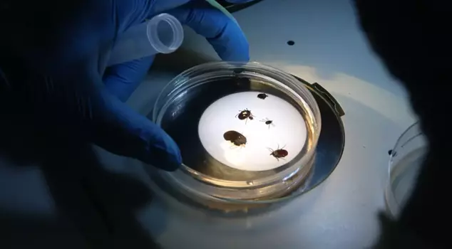 A new tick species has been discovered in Turkey! It carries over 30 diseases.
