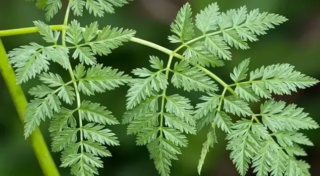 The plant known as hemlock, which has leaves resembling parsley, poisons anyone who tastes it.