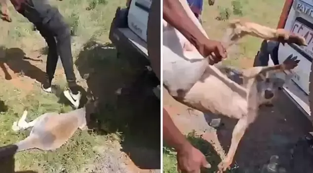 The torture of the defenseless kangaroo was chilling.