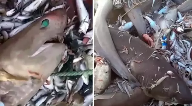 In Mersin, 8 sharks got caught in the nets: They can eat a person.