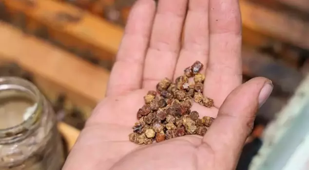 In the past, it used to go to waste, but now it is sold for 3,000 TL per kilogram.