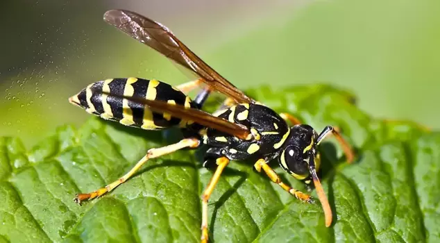 In Turkey, more than 1 million samurai wasps will be released against the brown marmorated stink bug.