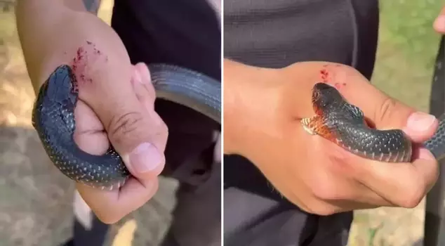 The black snake that said 