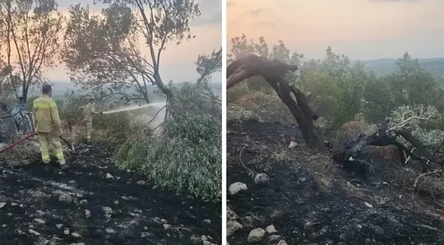 Forest fire in Ayvalık! Over 100 olive trees have been burned to ashes.