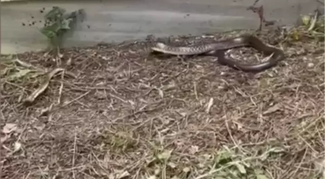Snakes have been spotted in 7 districts of Istanbul, causing concern among residents.
