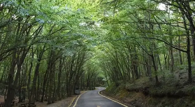 Access to forested areas in Istanbul has been prohibited.