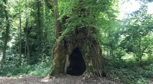 The tree discovered by chance has created excitement in Bartın: It is over 500 years old.