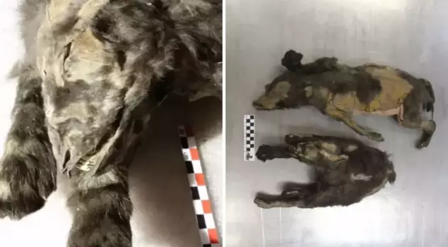14,000-year-old wolf pups were found mummified under the ice!