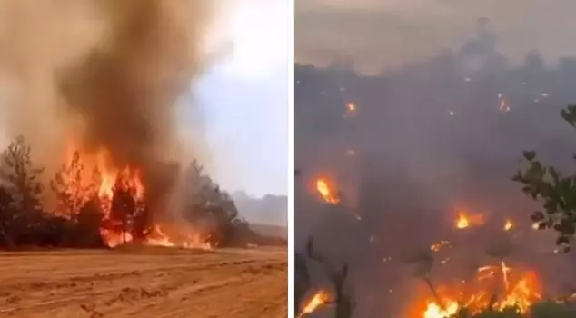 Heartbreaking images from the fire in Bilecik! The forest succumbed to the flames like this.
