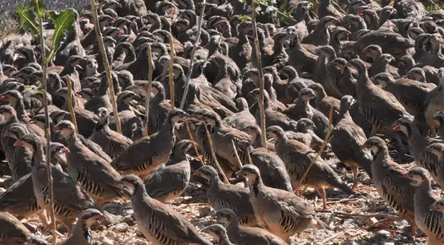 Thousands of partridges are being released into nature to combat ticks.