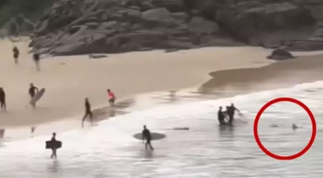 Moments of terror at sea: 16-year-old saves himself from a shark with punches.