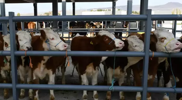 Emergency code 81: All animal markets are closed until further notice.