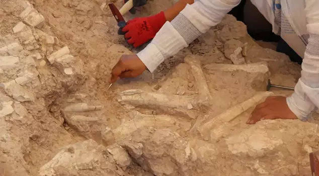 The fossil site discovered by the goat herder has been dated to 7.7 million years ago.