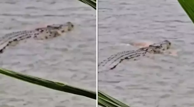 The crocodile killed the elderly man it dragged into the water: The attempts of those nearby to rescue him were in vain.