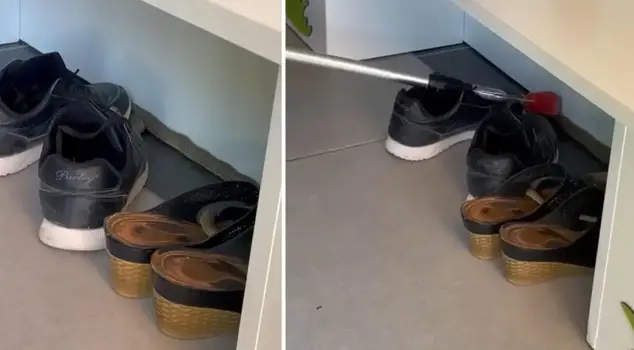 The snake that came out of the shoe rack caused panic.