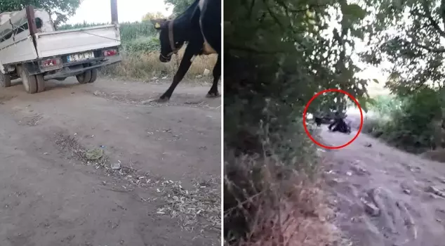 He tied the cow to the back of the truck and dragged it, a heart-wrenching sight.
