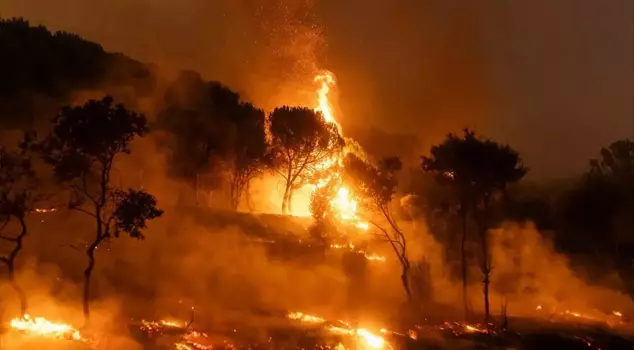 A clear response from DMM regarding the allegations about forest fires.
