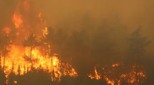 Forest fires in our 3 cities have been completely brought under control.