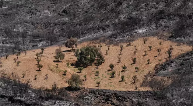 The olive grove in the middle of the area turned to ashes in Ödemiş, İzmir, was not affected by the fire.