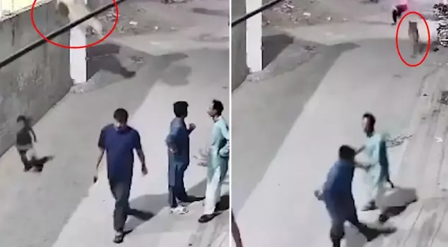 The lion kept at home jumped over the wall and attacked the people on the street.