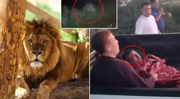 The district is on edge! The escaped lion injured one person and disappeared.