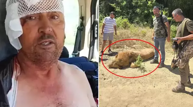 A lion that escaped from the animal park in Manavgat was killed.